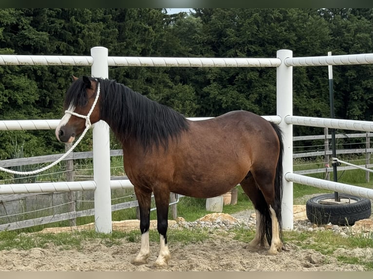 Welsh-A Merrie 14 Jaar 117 cm Donkerbruin in Reith bei Weichselbach