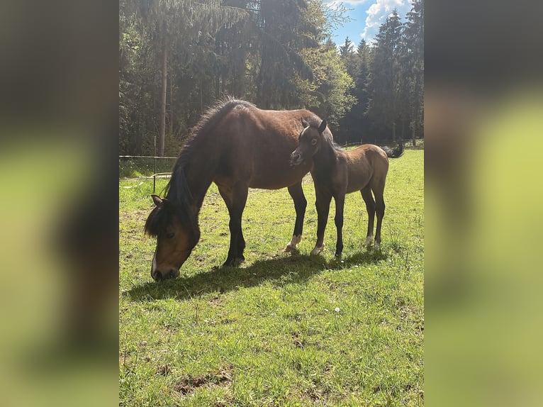 Welsh-A Merrie 14 Jaar 118 cm Bruin in Hellenthal