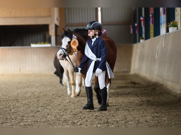 Welsh-A Merrie 14 Jaar 121 cm Bruin in Oeversee