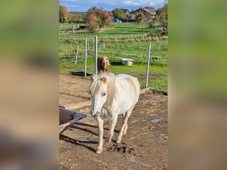 Welsh-A Mix Merrie 15 Jaar 114 cm Vliegenschimmel in Swisttal