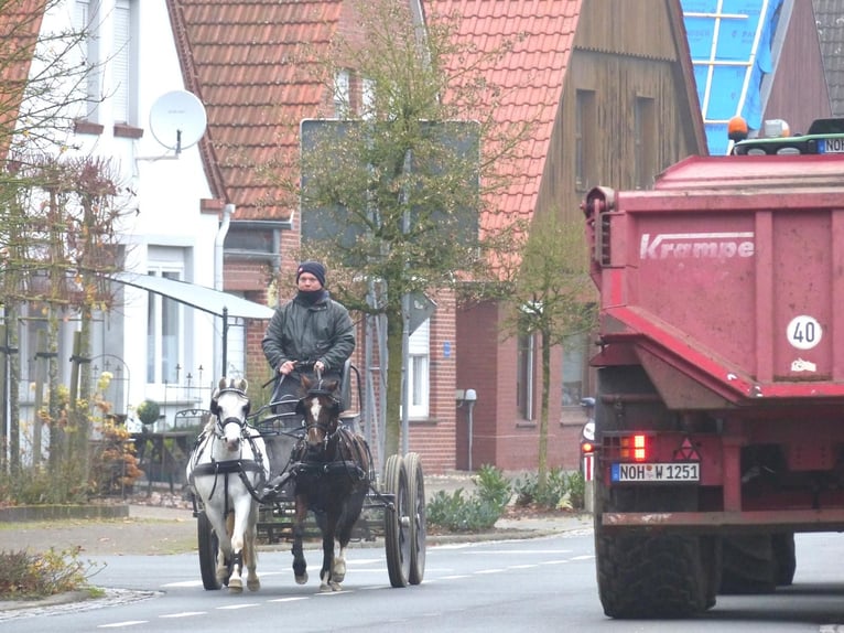 Welsh-A Merrie 15 Jaar 119 cm Bruin in Wielen