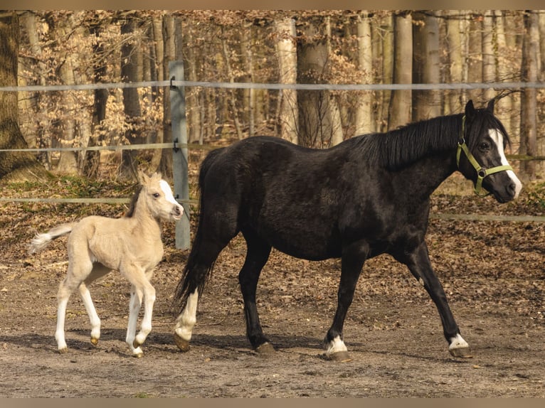 Welsh-A Merrie 15 Jaar 120 cm Zwart in Neumünster
