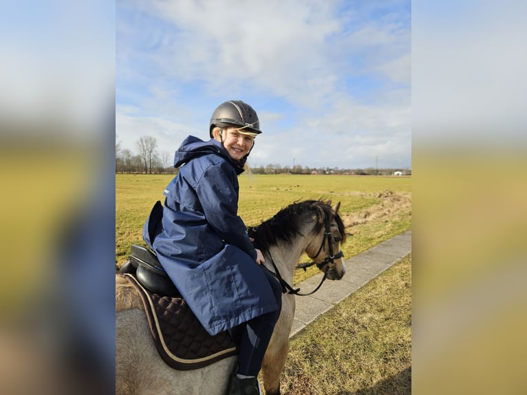 Welsh-A Merrie 15 Jaar 122 cm Falbe in Heide