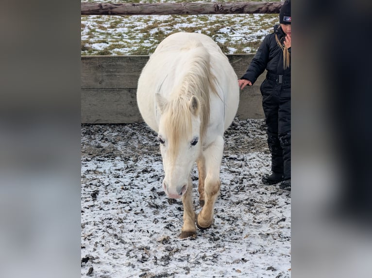 Welsh-A Mix Merrie 16 Jaar 114 cm Vliegenschimmel in Swisttal