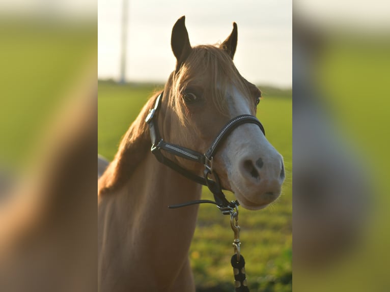 Welsh-A Mix Merrie 16 Jaar 116 cm Roodvos in Geilenkirchen