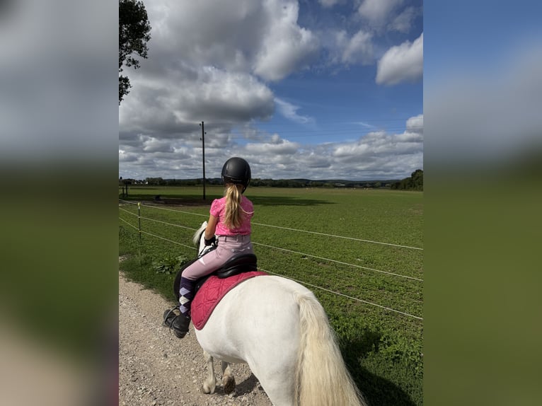 Welsh-A Merrie 16 Jaar 118 cm Schimmel in Blindheim