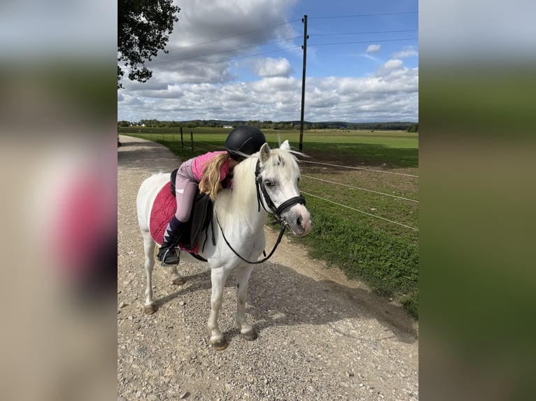 Welsh-A Merrie 16 Jaar 118 cm Schimmel in Blindheim