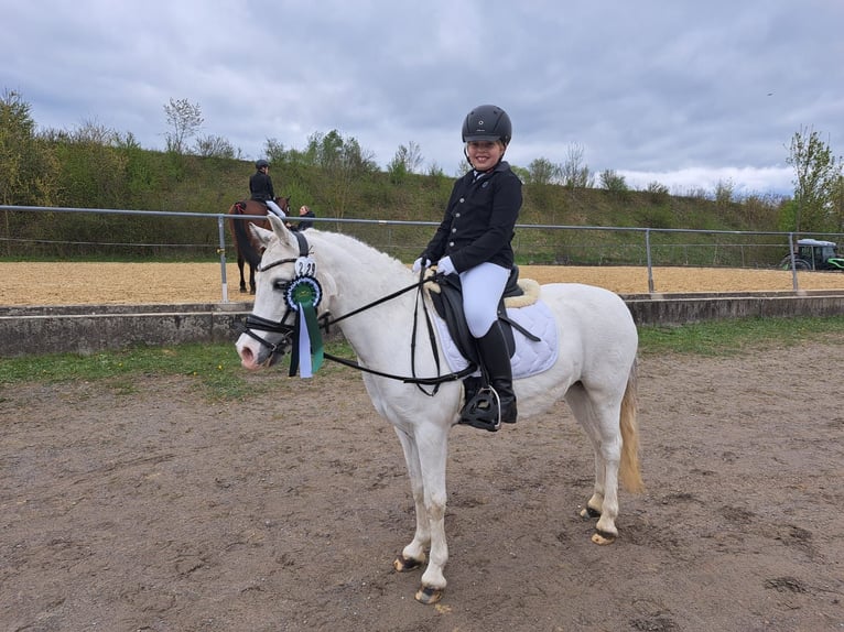 Welsh-A Merrie 16 Jaar 123 cm Schimmel in Memmingen