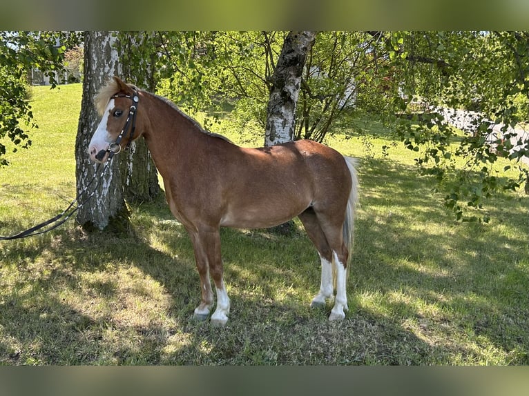 Welsh-A Merrie 17 Jaar 120 cm Vos in Seesbach