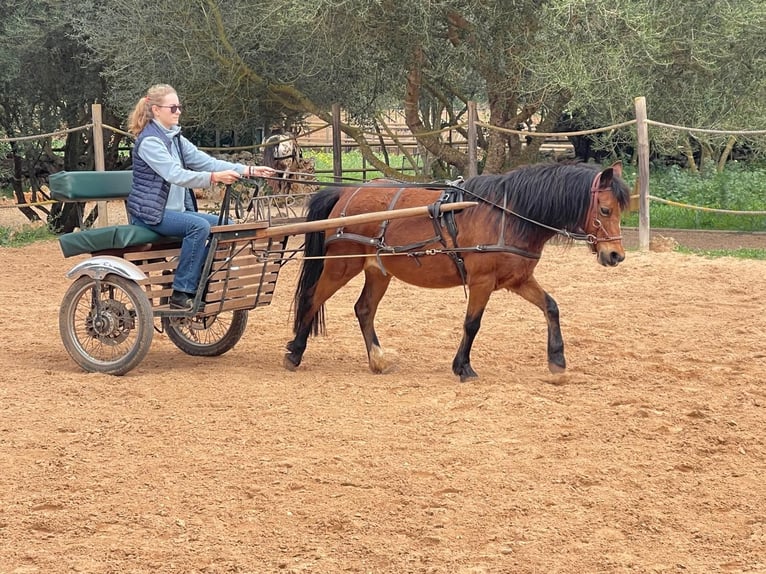 Welsh-A Merrie 17 Jaar 125 cm Bruin in Felanitx