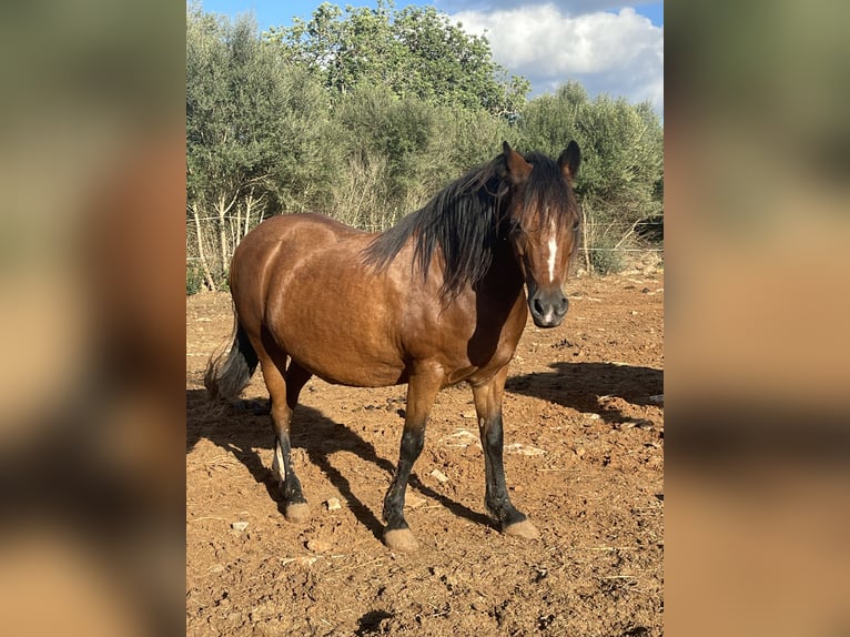 Welsh-A Merrie 17 Jaar 125 cm Bruin in Felanitx