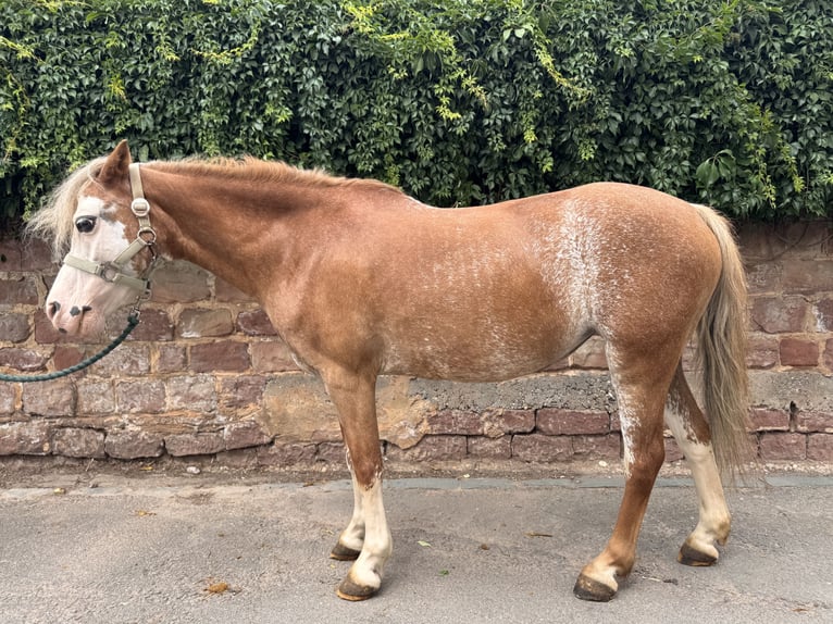 Welsh-A Merrie 18 Jaar 110 cm Vos in Kleinbundenbach