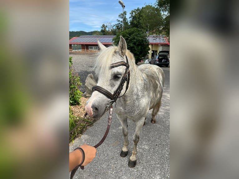 Welsh-A Merrie 18 Jaar 135 cm Vliegenschimmel in Linz