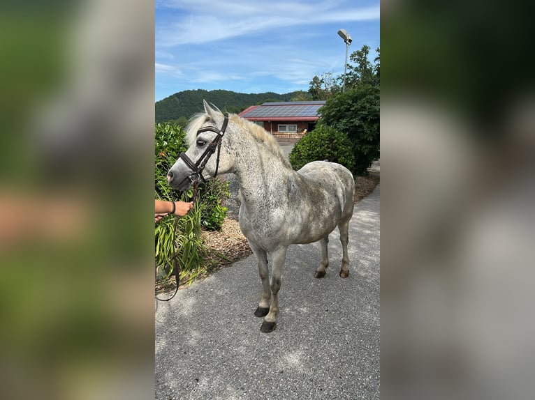 Welsh-A Merrie 18 Jaar 135 cm Vliegenschimmel in Linz