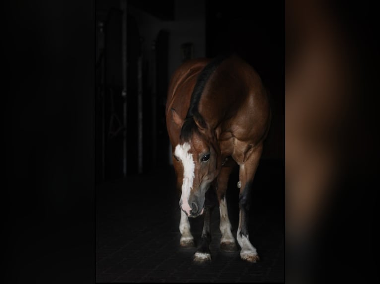 Welsh-A Merrie 19 Jaar 120 cm Bruin in Leutkirch im Allg&#xE4;u