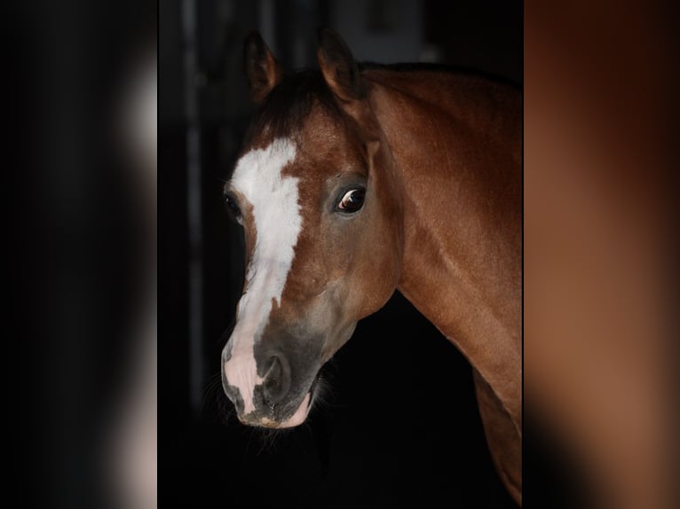 Welsh-A Merrie 19 Jaar 120 cm Bruin in Leutkirch im Allg&#xE4;u