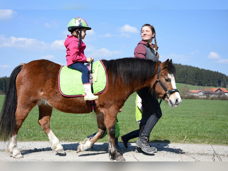 Welsh-A Merrie 19 Jaar 120 cm Bruin in Leutkirch im Allg&#xE4;u