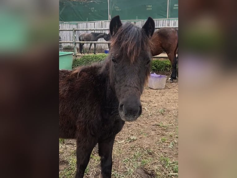 Welsh-A Merrie 1 Jaar 105 cm Donkerbruin in Oberschlettenbach