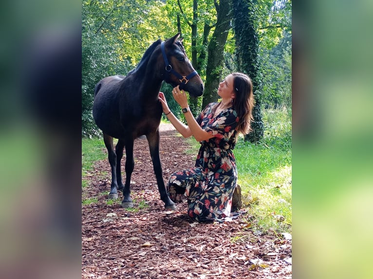 Welsh-A Merrie 1 Jaar 110 cm Donkerbruin in Alblasserdam