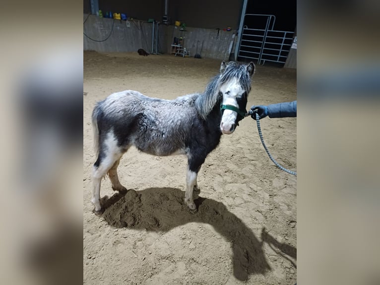 Welsh-A Merrie 1 Jaar 110 cm Sabino in Rüscheid