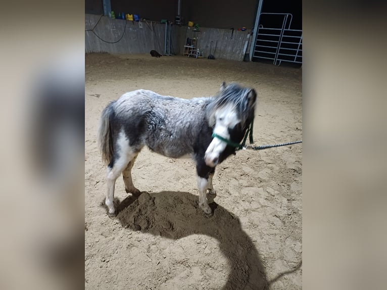 Welsh-A Merrie 1 Jaar 110 cm Sabino in Rüscheid