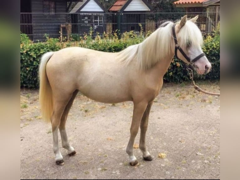 Welsh-A Merrie 1 Jaar 113 cm Palomino in Steenbergen