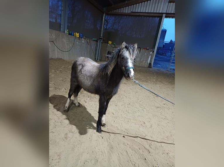 Welsh-A Merrie 1 Jaar 119 cm Schimmel in ANHAUSEN