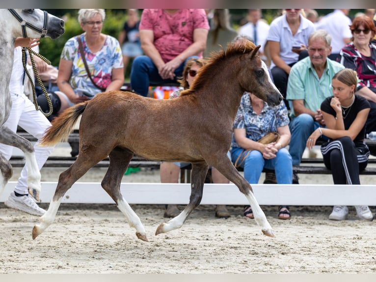 Welsh-A Merrie 1 Jaar 120 cm Schimmel in Ruinerwold