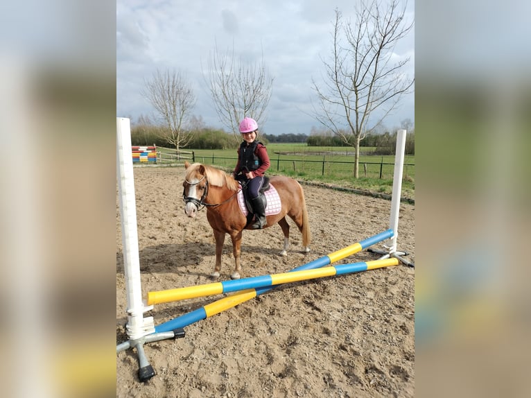 Welsh-A Merrie 22 Jaar 116 cm Vos in Stroe