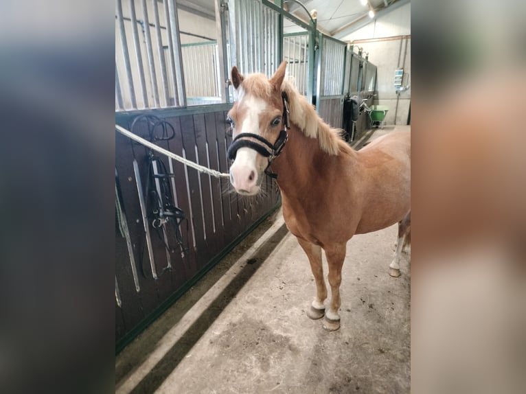 Welsh-A Merrie 22 Jaar 116 cm Vos in Stroe