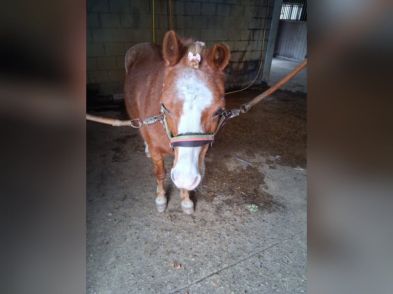 Welsh-A Merrie 22 Jaar 116 cm Vos in Stroe