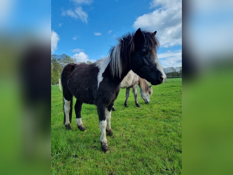 Welsh-A Mix Merrie 2 Jaar 114 cm Gevlekt-paard in Geeste
