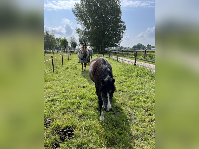 Welsh-A Merrie 2 Jaar 115 cm Zwartschimmel in Oostvoorne