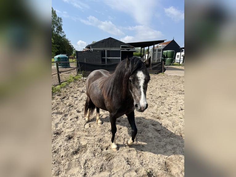 Welsh-A Merrie 2 Jaar 115 cm Zwartschimmel in Oostvoorne