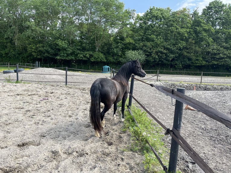 Welsh-A Merrie 2 Jaar 115 cm Zwartschimmel in Oostvoorne