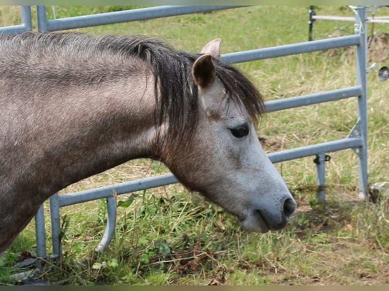 Welsh-A Merrie 2 Jaar 116 cm Schimmel in Dischingen