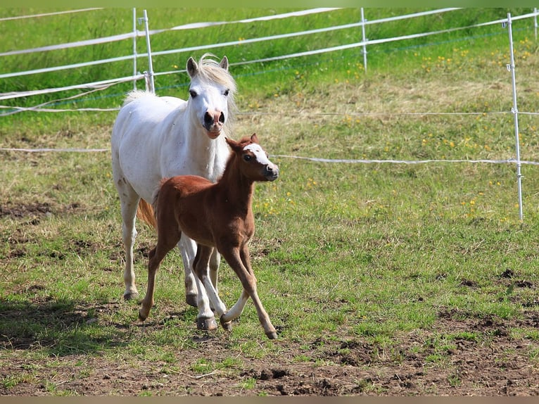 Welsh-A Merrie 2 Jaar 116 cm Schimmel in Dischingen