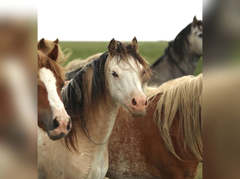 Welsh-A Merrie 2 Jaar 118 cm Buckskin in Aalten