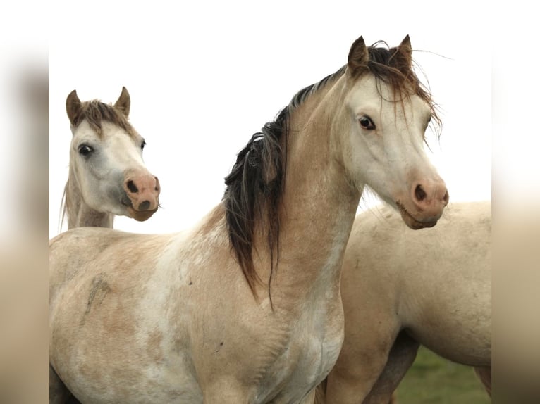 Welsh-A Merrie 2 Jaar 118 cm Buckskin in Aalten