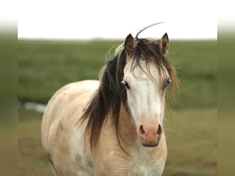 Welsh-A Merrie 2 Jaar 118 cm Buckskin in Aalten