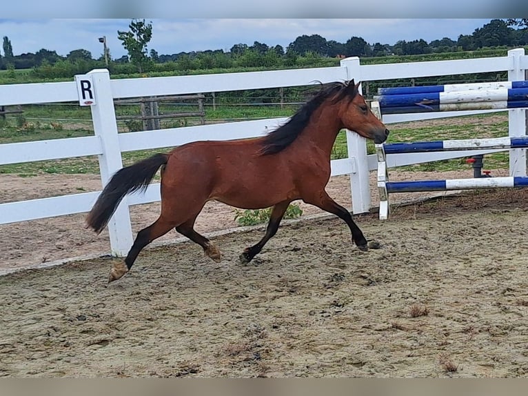 Welsh-A Merrie 2 Jaar Bruin in Milsbeek