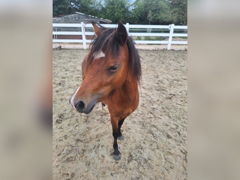 Welsh-A Merrie 2 Jaar Bruin in Milsbeek