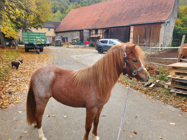 Welsh-A Merrie 2 Jaar Roan-Red in Niederstetten