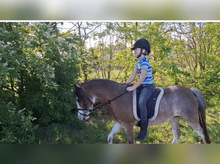 Welsh-A Merrie 3 Jaar 115 cm Schimmel in Castenray