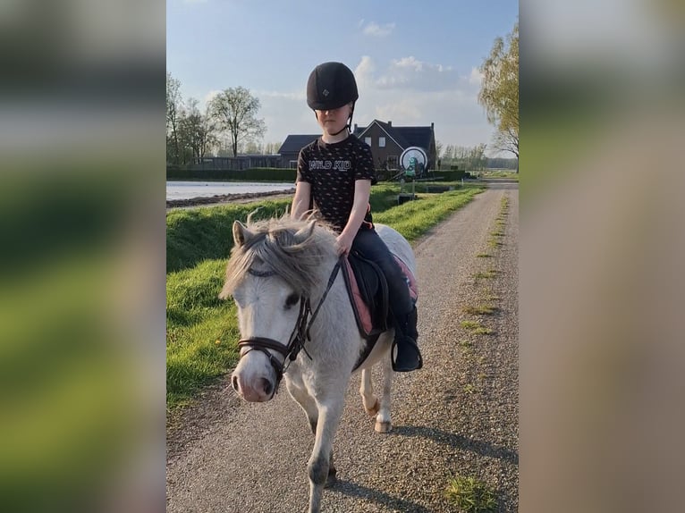 Welsh-A Merrie 3 Jaar 115 cm Schimmel in Castenray