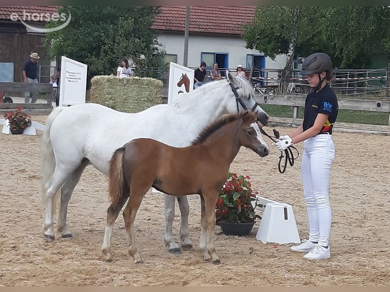 Welsh-A Merrie 3 Jaar 116 cm Appelschimmel in Dischingen