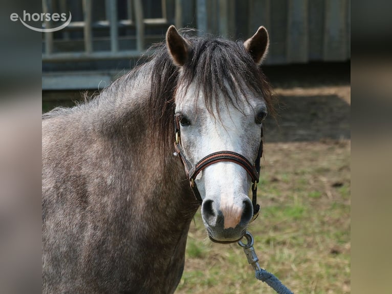 Welsh-A Merrie 3 Jaar 116 cm Appelschimmel in Dischingen
