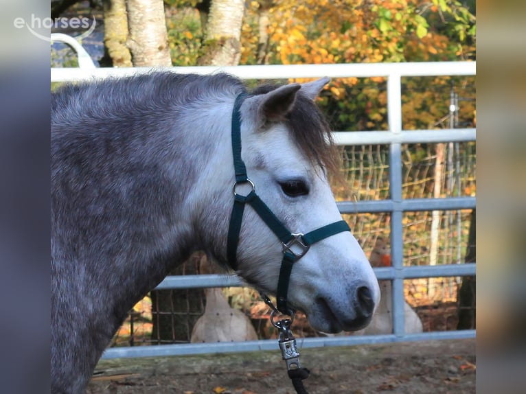 Welsh-A Merrie 3 Jaar 116 cm Appelschimmel in Dischingen