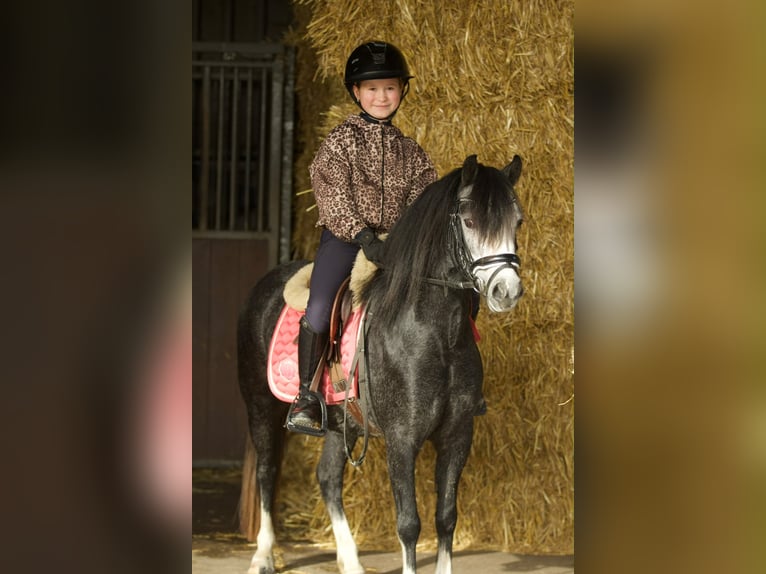 Welsh-A Merrie 3 Jaar 117 cm Blauwschimmel in Groningen