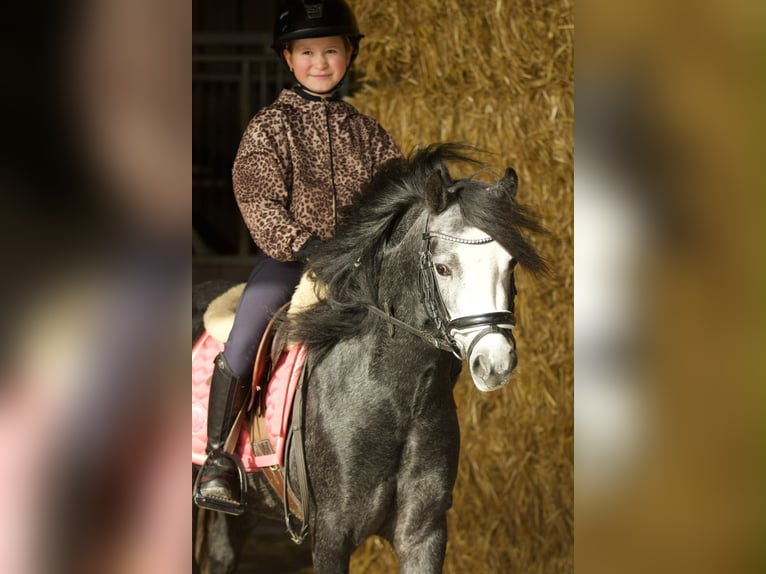 Welsh-A Merrie 3 Jaar 117 cm Blauwschimmel in Groningen